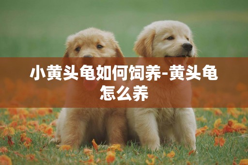 小黃頭龜如何飼養-黃頭龜怎么養