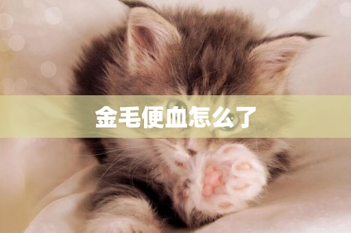 金毛便血怎么了
