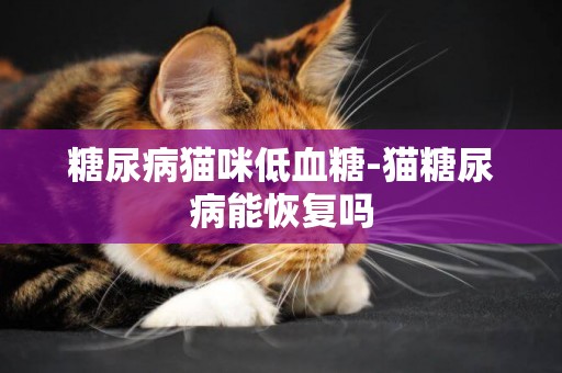 糖尿病貓咪低血糖-貓糖尿病能恢復嗎