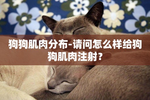 狗狗肌肉分布-請問怎么樣給狗狗肌肉注射？