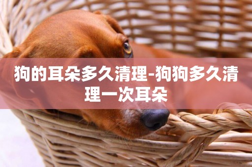 狗的耳朵多久清理-狗狗多久清理一次耳朵