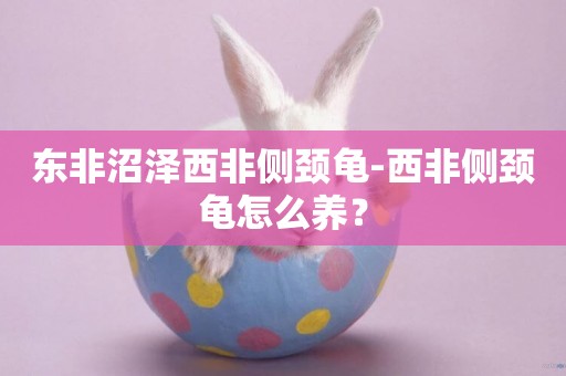 東非沼澤西非側頸龜-西非側頸龜怎么養？