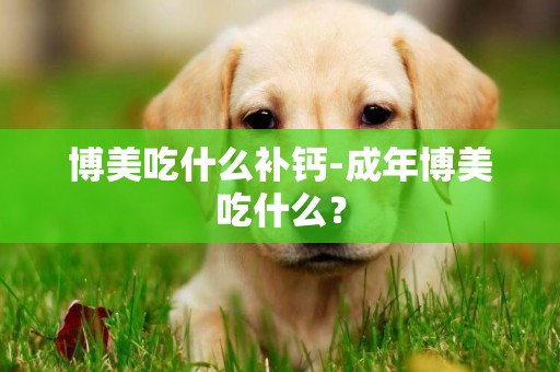 博美吃什么補鈣-成年博美吃什么？