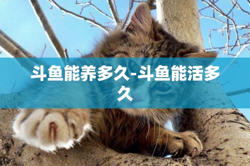 斗魚能養多久-斗魚能活多久