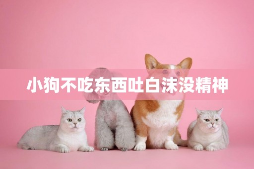 小狗不吃東西吐白沫沒精神