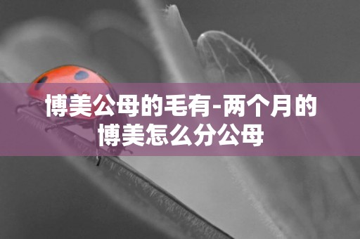 博美公母的毛有-兩個月的博美怎么分公母