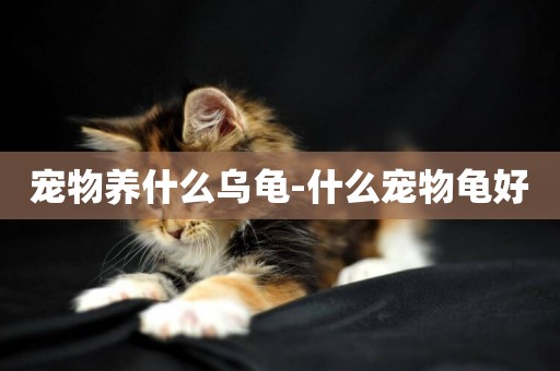 寵物養什么烏龜-什么寵物龜好