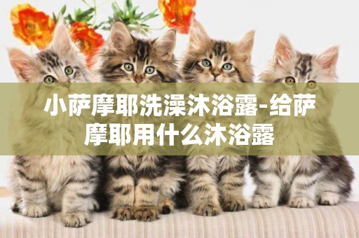 小薩摩耶洗澡沐浴露-給薩摩耶用什么沐浴露