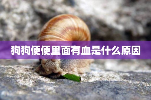 狗狗便便里面有血是什么原因