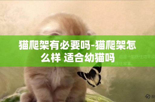 貓爬架有必要嗎-貓爬架怎么樣 適合幼貓嗎