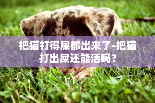 把貓打得屎都出來了-把貓打出屎還能活嗎？