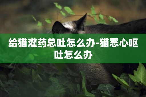 給貓灌藥總吐怎么辦-貓惡心嘔吐怎么辦