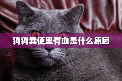狗狗糞便里有血是什么原因