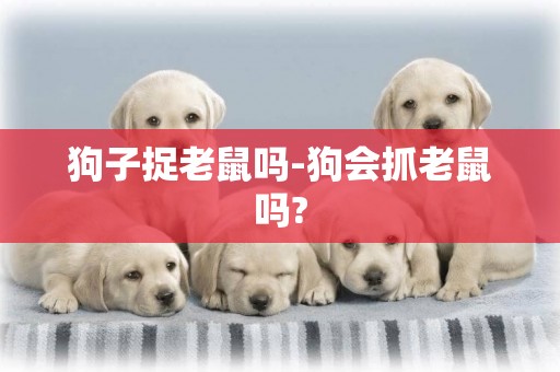 狗子捉老鼠嗎-狗會抓老鼠嗎?