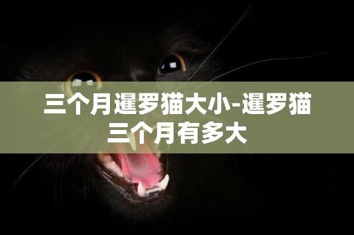 三個月暹羅貓大小-暹羅貓三個月有多大