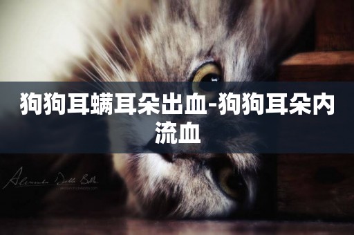 狗狗耳螨耳朵出血-狗狗耳朵內流血