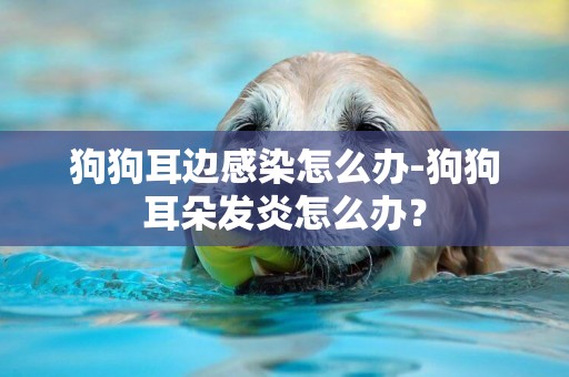狗狗耳邊感染怎么辦-狗狗耳朵發炎怎么辦？