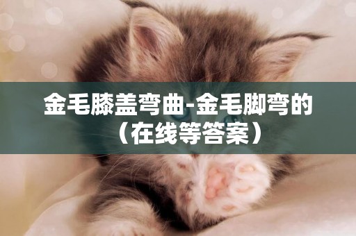 金毛膝蓋彎曲-金毛腳彎的（在線等答案）