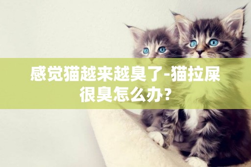 感覺貓越來越臭了-貓拉屎很臭怎么辦？