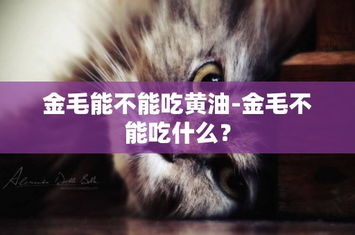 金毛能不能吃黃油-金毛不能吃什么？