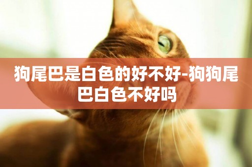 狗尾巴是白色的好不好-狗狗尾巴白色不好嗎