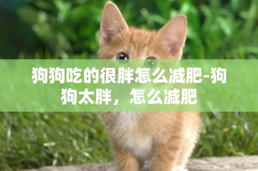 狗狗吃的很胖怎么減肥-狗狗太胖，怎么減肥