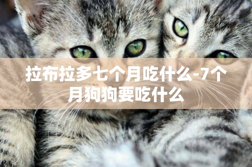 拉布拉多七個月吃什么-7個月狗狗要吃什么