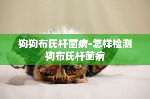 狗狗布氏桿菌病-怎樣檢測狗布氏桿菌病