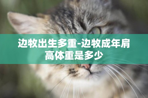 邊牧出生多重-邊牧成年肩高體重是多少
