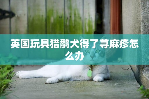 英國玩具獵鷸犬得了蕁麻疹怎么辦