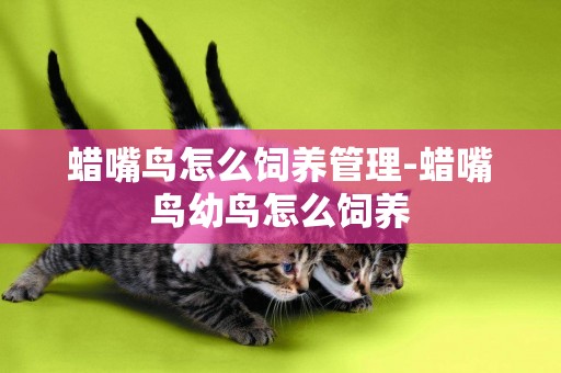 蠟嘴鳥怎么飼養管理-蠟嘴鳥幼鳥怎么飼養