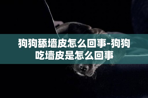 狗狗舔墻皮怎么回事-狗狗吃墻皮是怎么回事