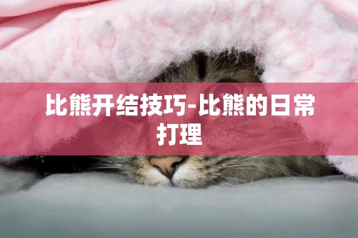 比熊開結技巧-比熊的日常打理
