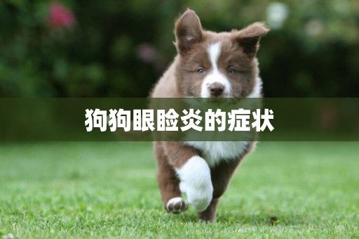 狗狗眼瞼炎的癥狀