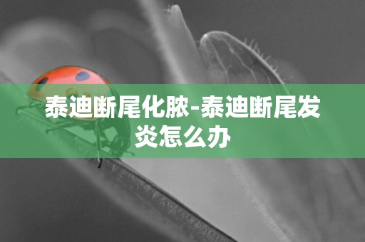 泰迪斷尾化膿-泰迪斷尾發炎怎么辦