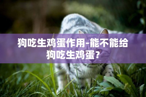 狗吃生雞蛋作用-能不能給狗吃生雞蛋？