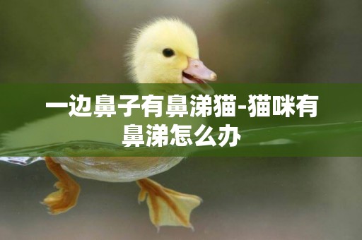 一邊鼻子有鼻涕貓-貓咪有鼻涕怎么辦