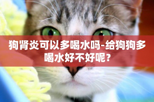 狗腎炎可以多喝水嗎-給狗狗多喝水好不好呢？