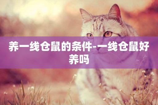 養一線倉鼠的條件-一線倉鼠好養嗎