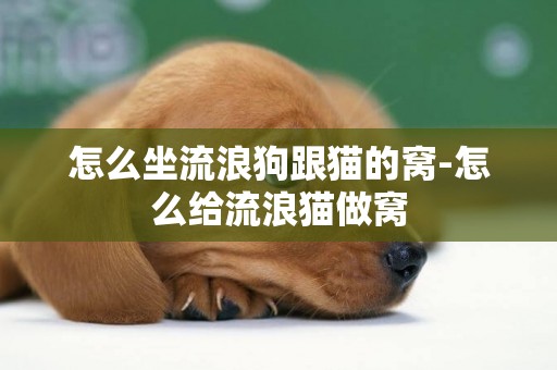 怎么坐流浪狗跟貓的窩-怎么給流浪貓做窩