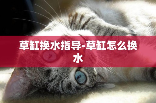 草缸換水指導-草缸怎么換水