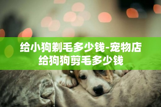 給小狗剃毛多少錢-寵物店給狗狗剪毛多少錢