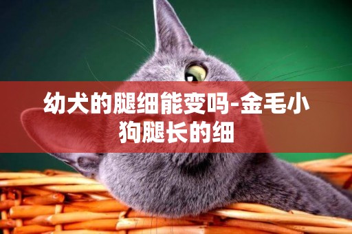 幼犬的腿細能變嗎-金毛小狗腿長的細