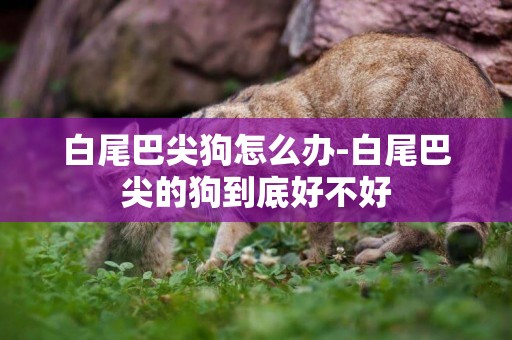 白尾巴尖狗怎么辦-白尾巴尖的狗到底好不好