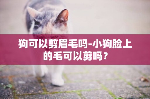 狗可以剪眉毛嗎-小狗臉上的毛可以剪嗎？