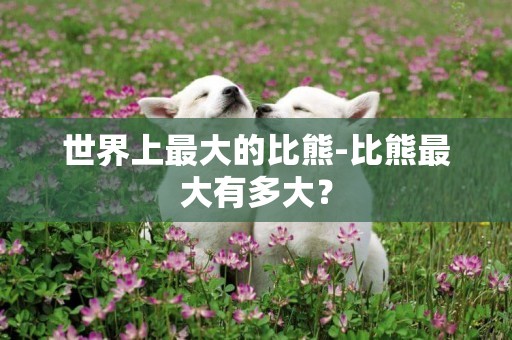 世界上最大的比熊-比熊最大有多大？
