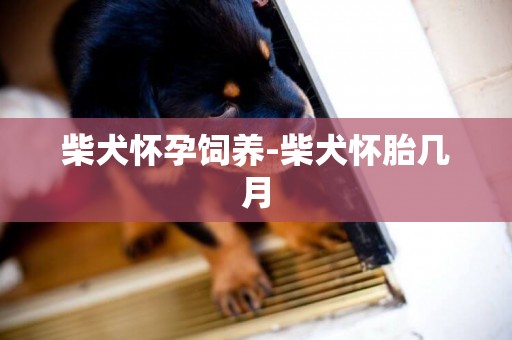 柴犬懷孕飼養-柴犬懷胎幾月