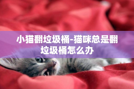 小貓翻垃圾桶-貓咪總是翻垃圾桶怎么辦