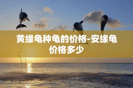 黃緣龜種龜的價格-安緣龜價格多少