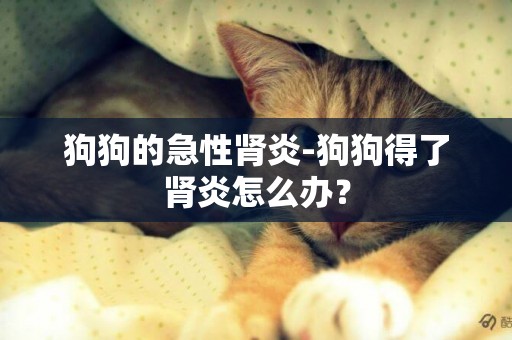 狗狗的急性腎炎-狗狗得了腎炎怎么辦？